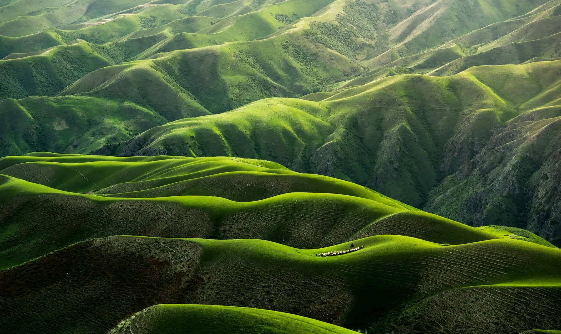 unsplash/qingbao-meng